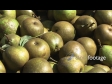 Pears in Bin 1 1258
